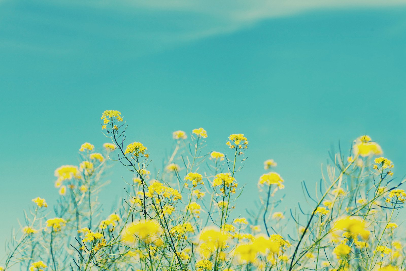 Natural wellness background