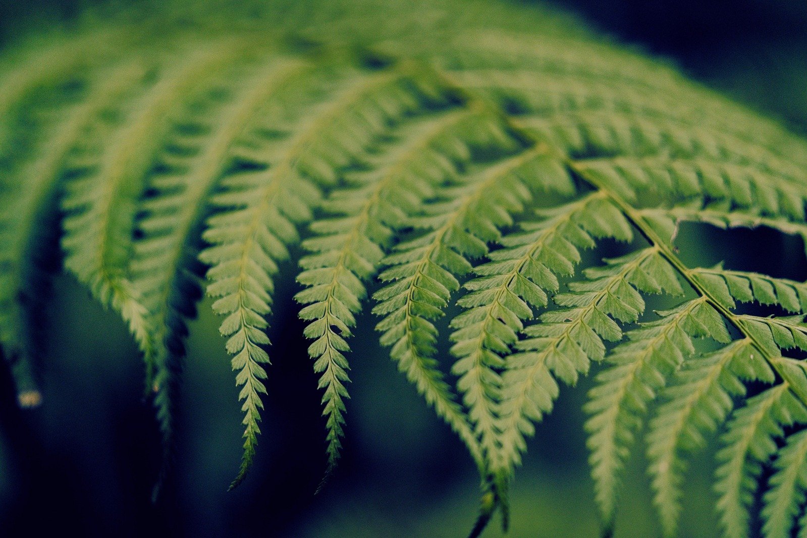 Lush green tropical leaves with warm golden sunlight